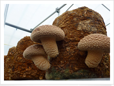 厚みのある想いの茸