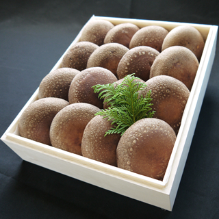 特選「想いの茸」 贈答用木箱