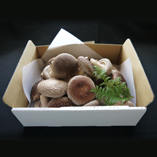 「想いの茸」 紙箱 1.0kg