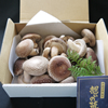 「想いの茸」 紙箱 1.0kg